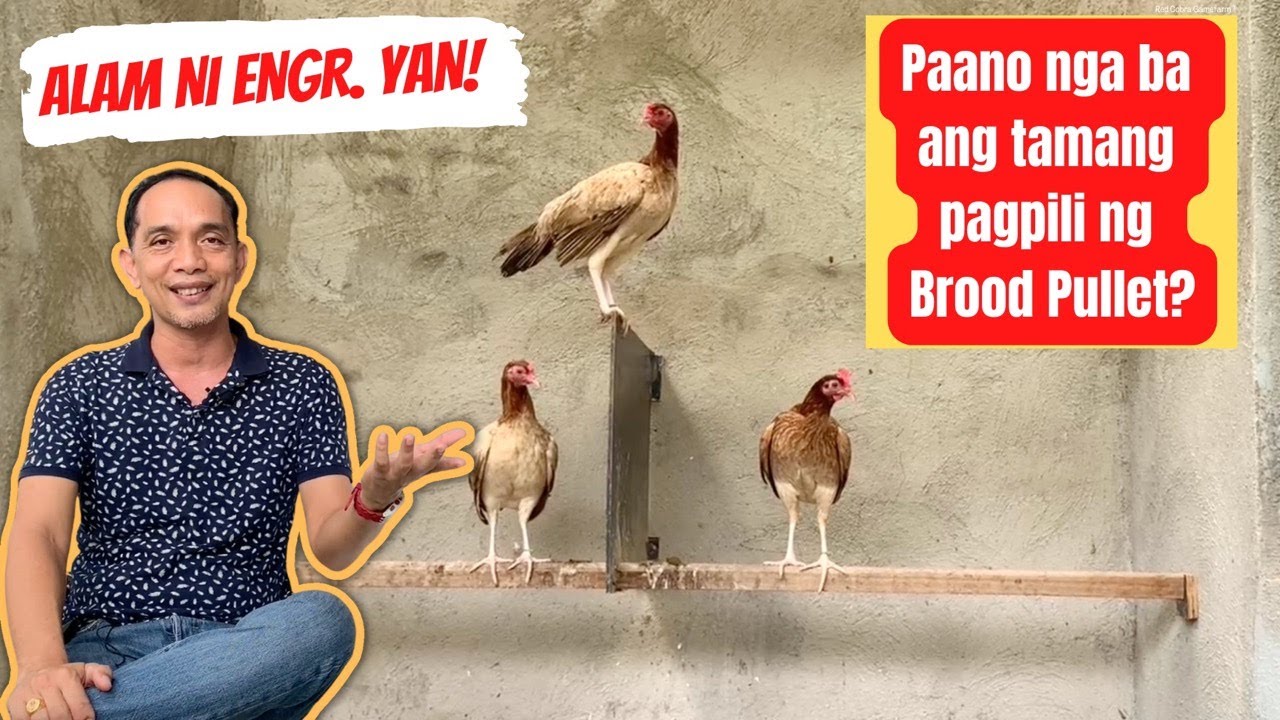 EPISODE 1 (Part 2/2) - Paano ang tamang pagpili ng Brood Pullet para sa breeding?