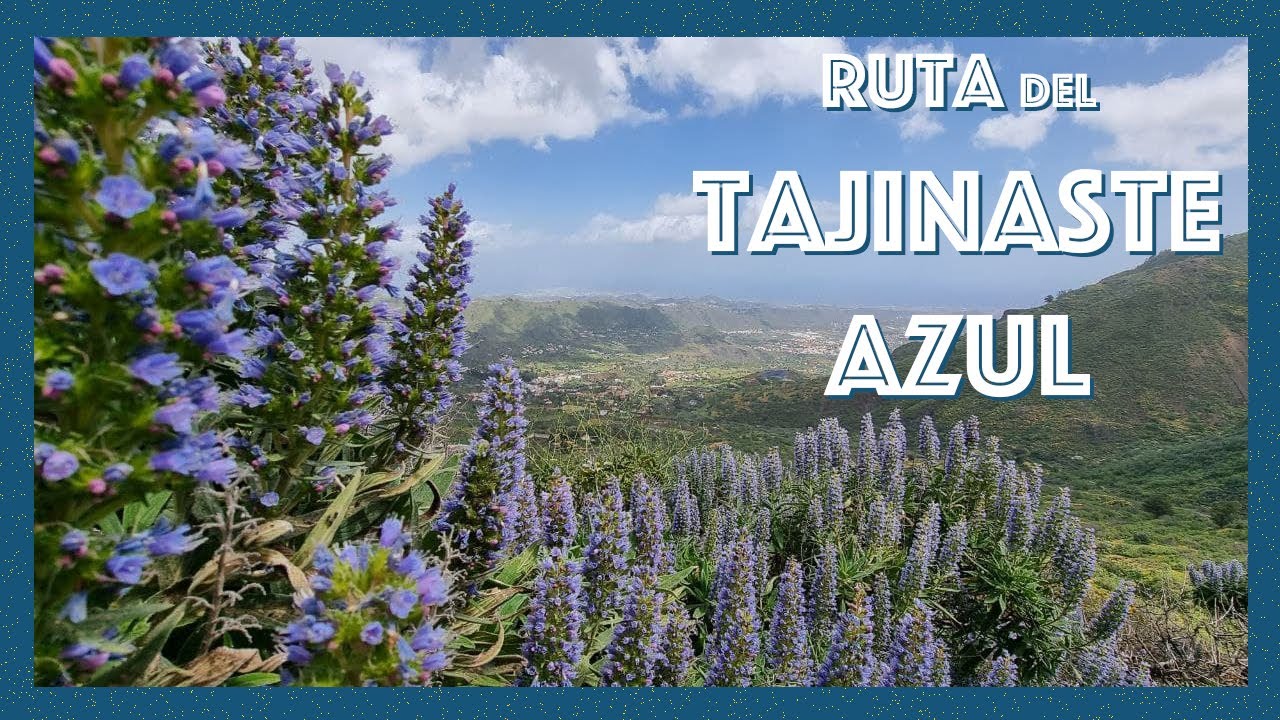 Ruta del Tajinaste Azul, Valsequillo (Gran Canaria)