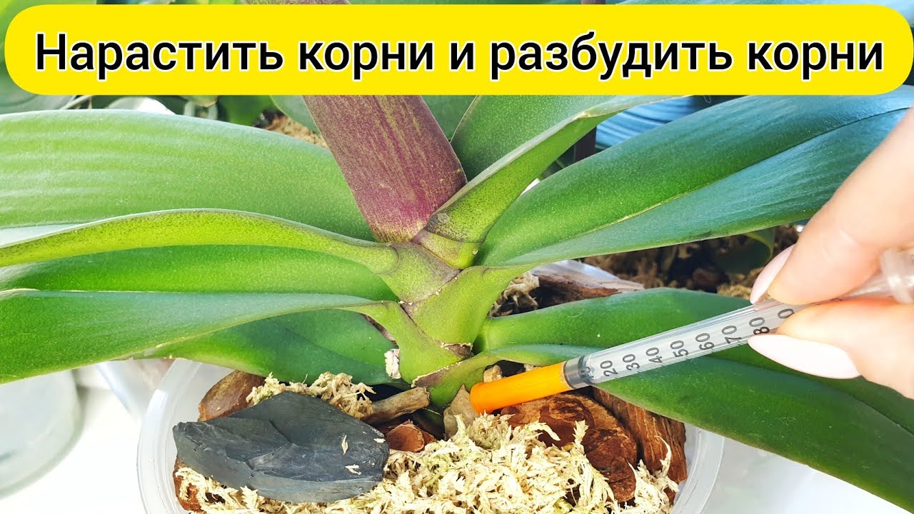 НАРАСТИТЬ КОРНИ орхидеи после ПЕРЕСАДКИ орхидеи // ПОЛИВ ОРХИДЕИ и корни орхидеи нарастут