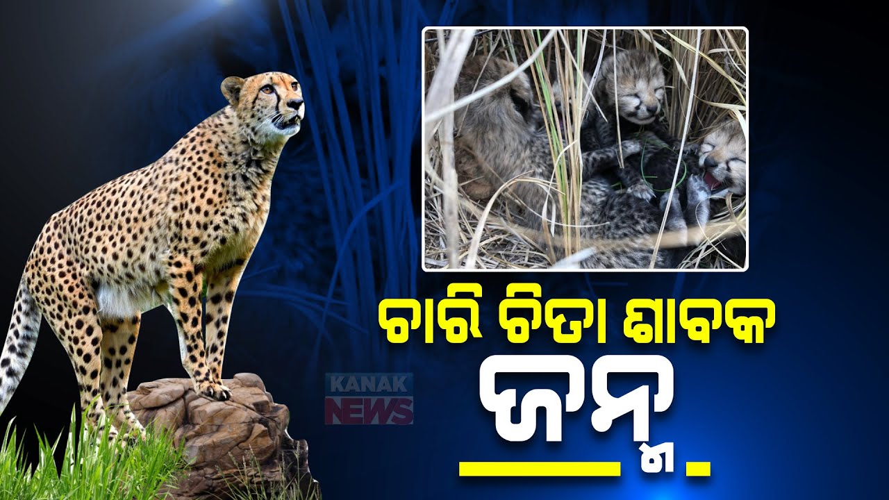 Namibian Cheetah Gives Birth To 4 Cubs At MP's Kuno National Park