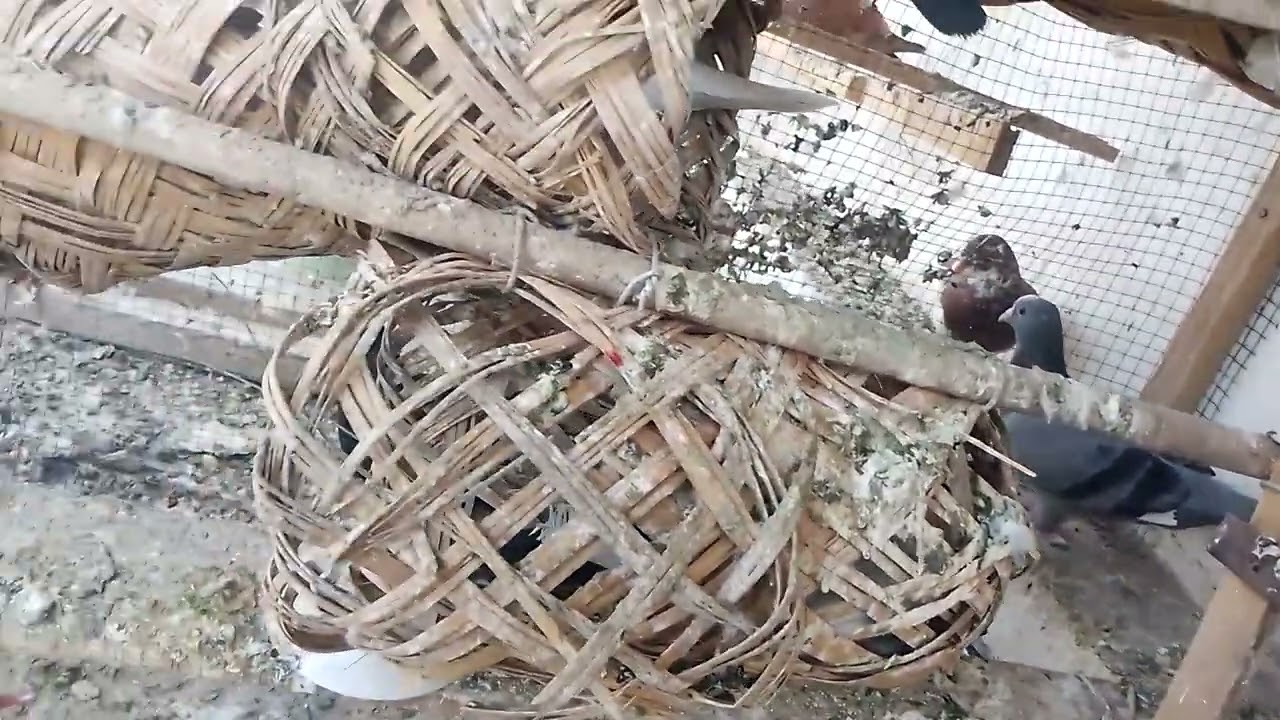 كبرت برج التور وفكسن الزواجل الجوة البصافر