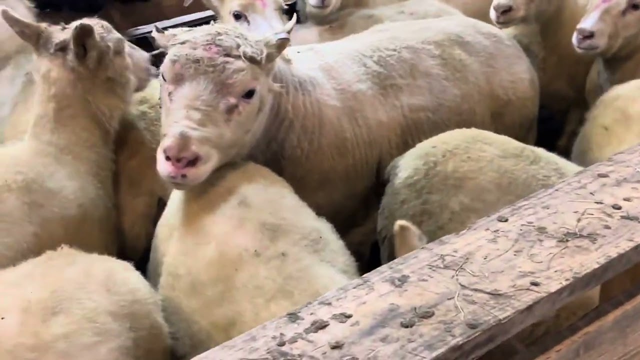 Icelandic Sheep - Mating Season