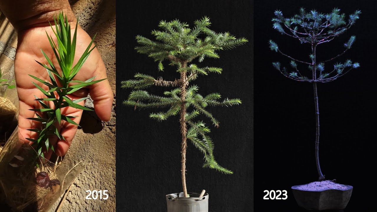 Bonsai de Araucária da Semente ao pré Bonsai (Araucaria angustifolia) vídeo 6
