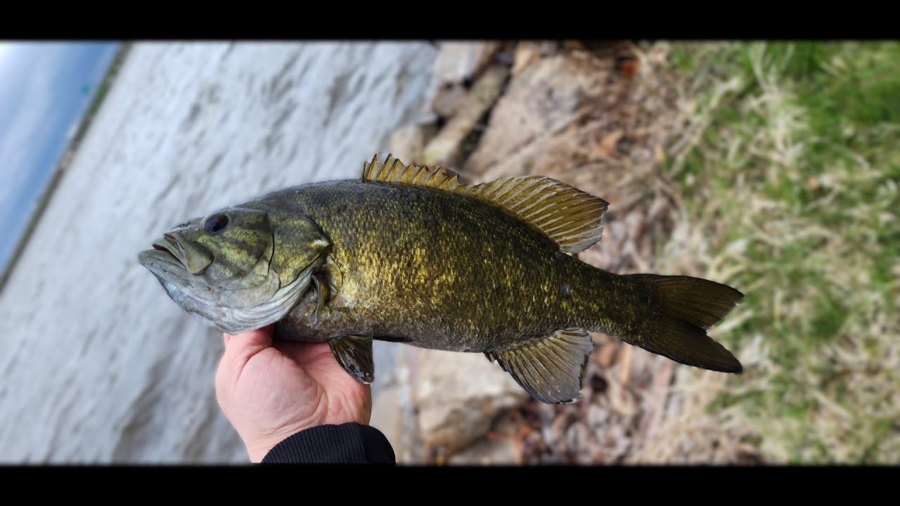 BIG ROD BIG BAIT BIG FISH vs HONEY HOLE