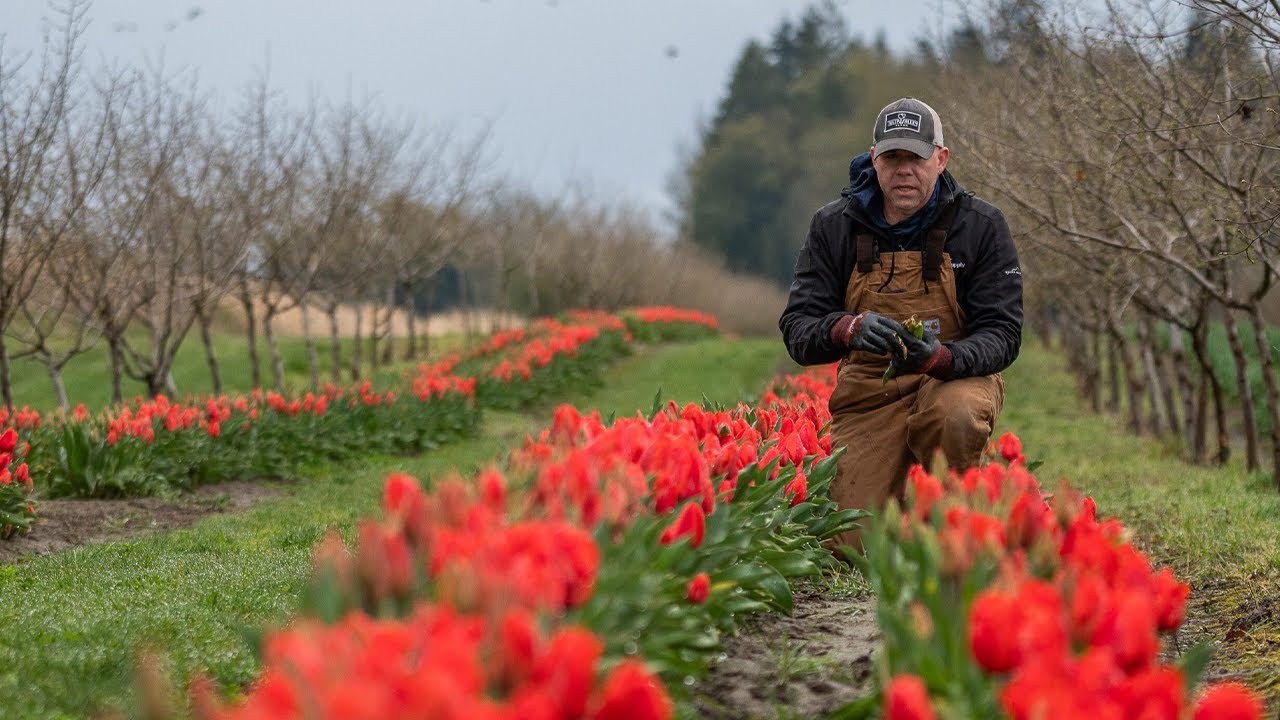Tulip Valley Farms founder defends actions amid legal battle with Skagit rival
