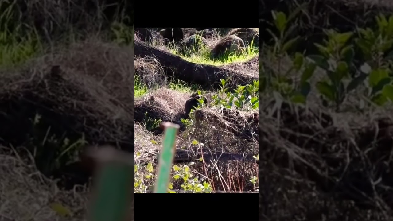 Wild Cat Joyfully Pouncing in the Bush! Playful Kitty in the Bush!*