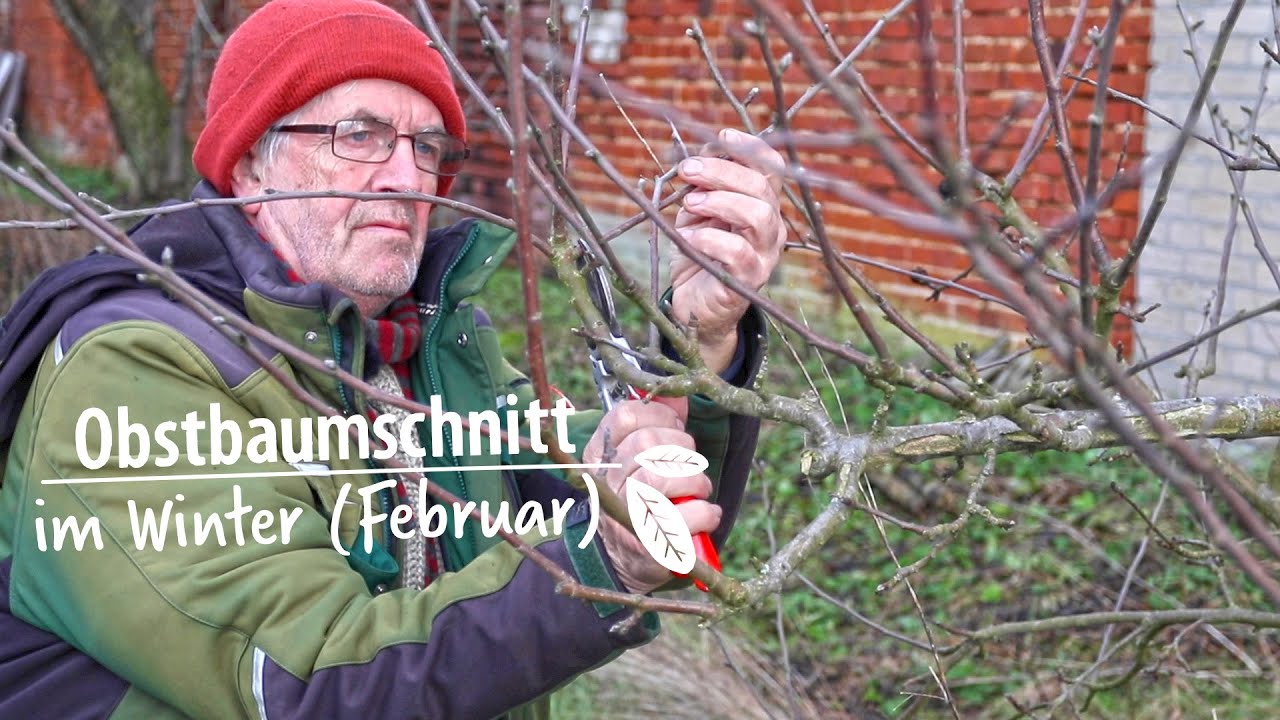 Obstbäume, Obstgehölze, Weinreben und Kiwis schneiden im Winter