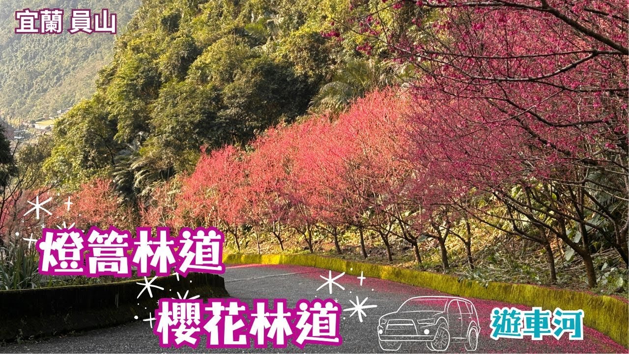 2025 -2 宜蘭 員山 燈篙林道-櫻花林道🌸賞櫻花🚘遊車河全程路況與花況/賞櫻熱門景點