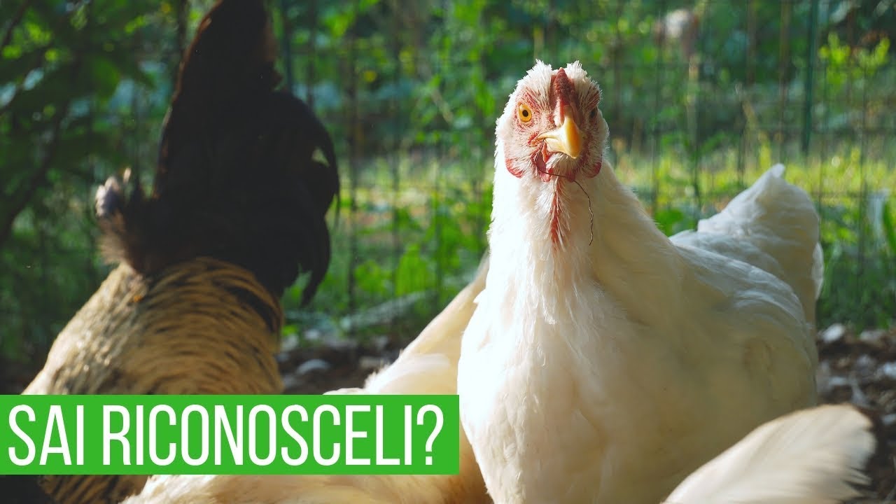 Sai la differenza tra pollo e gallina? Il 90% delle persone sbaglia