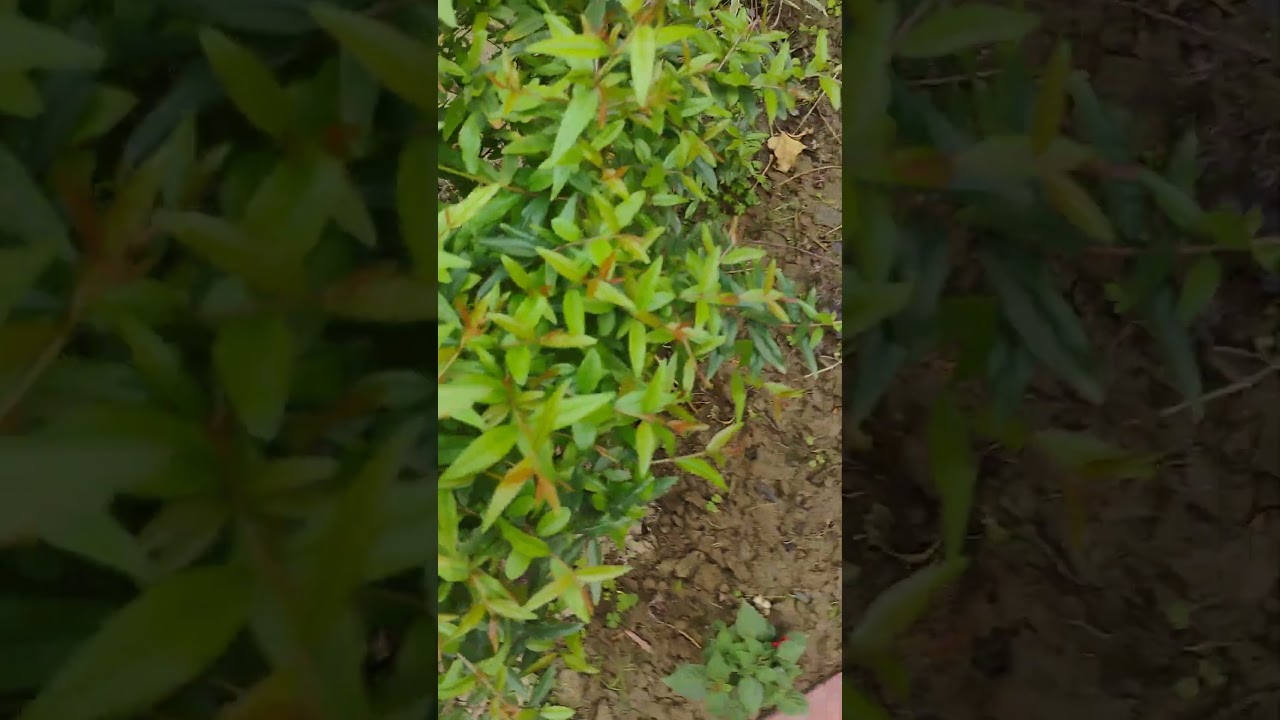 Anar plant care#flowerng and fruit#plantcare#plantcareguide