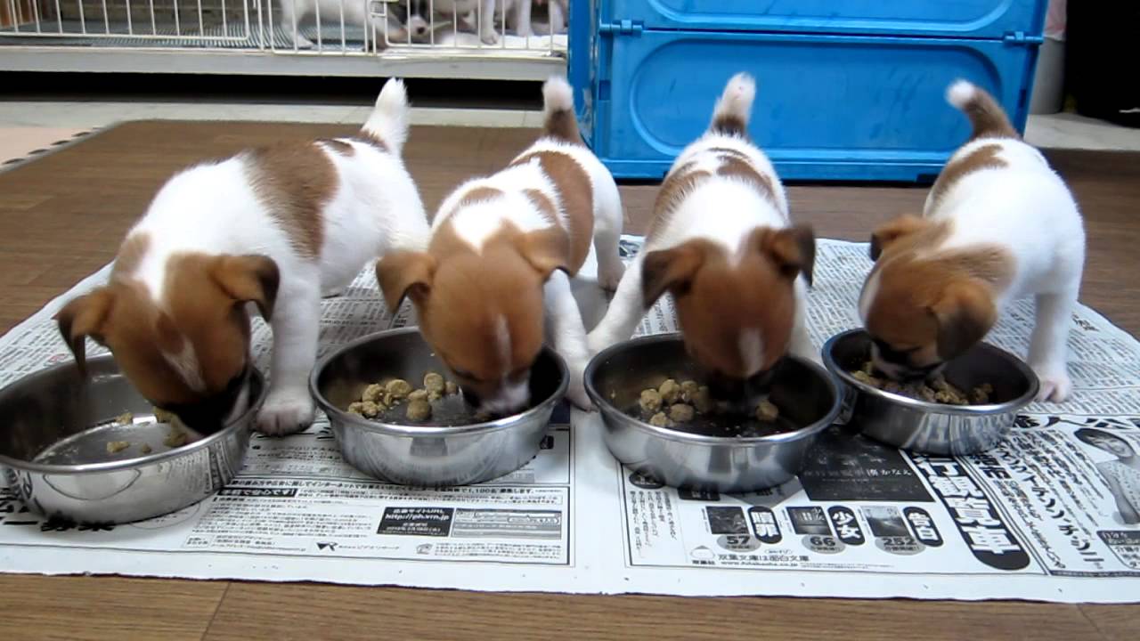 子犬の朝の食事風景