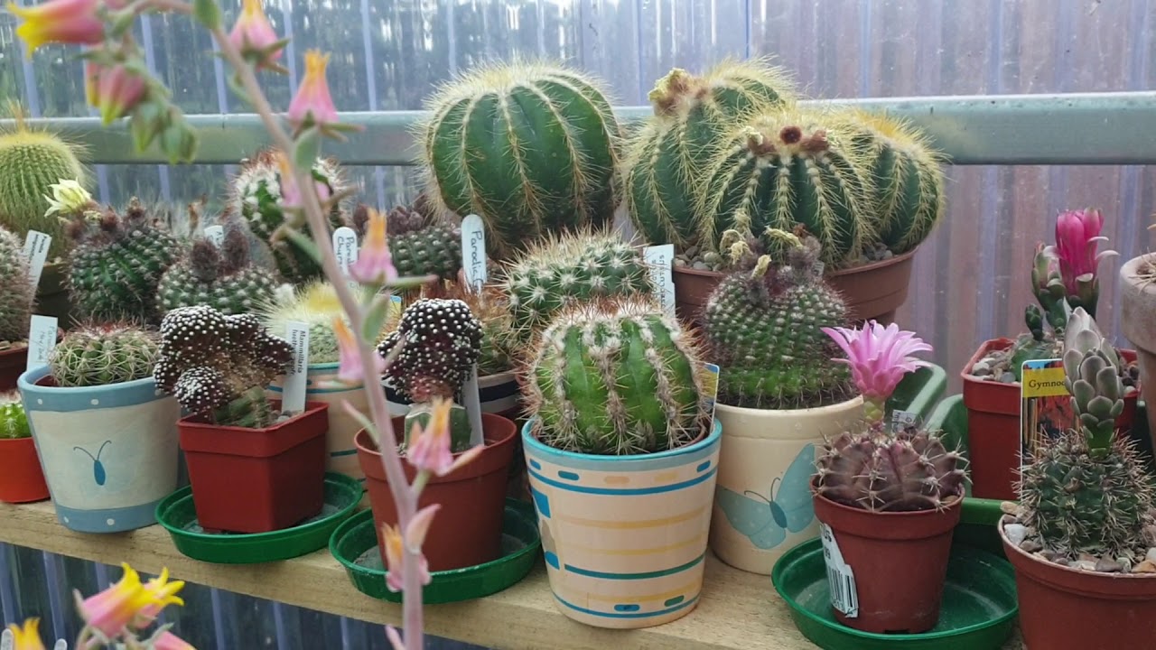Cacti flowers in the greenhouse July 2019.