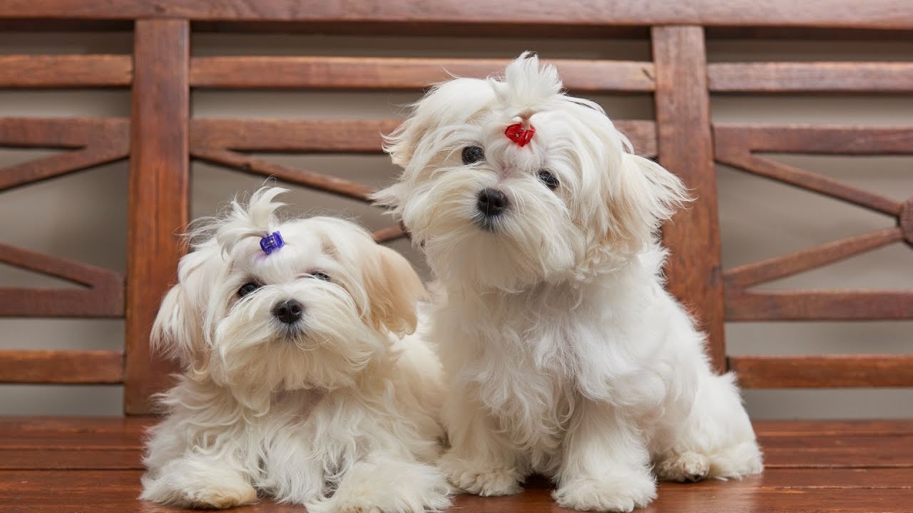 Maltese Dog Breed Spotlight: Temperament and Behavior