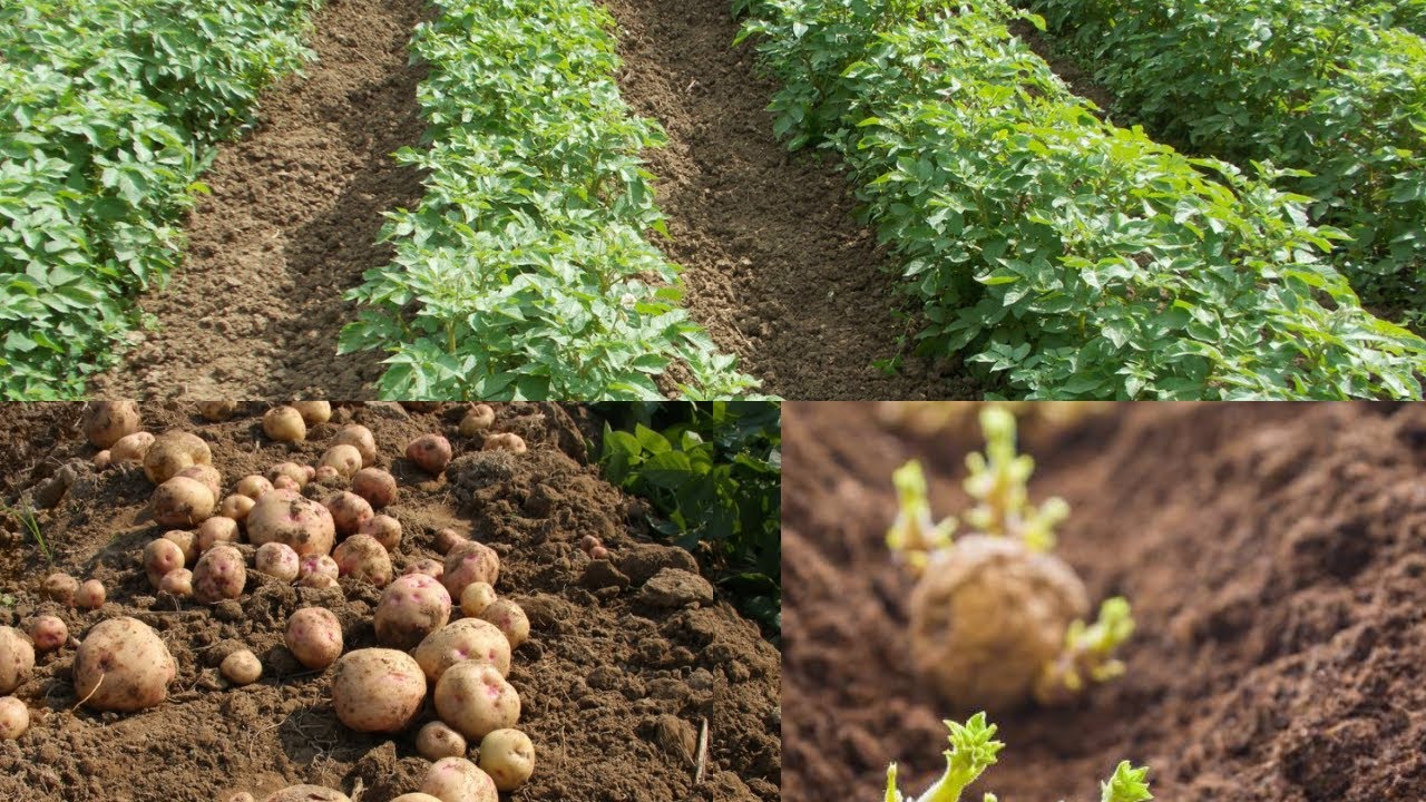 La pomme de terre :comment avoir plus de 30 tonnes à l'hectare et se faire beaucoup d'argent ?