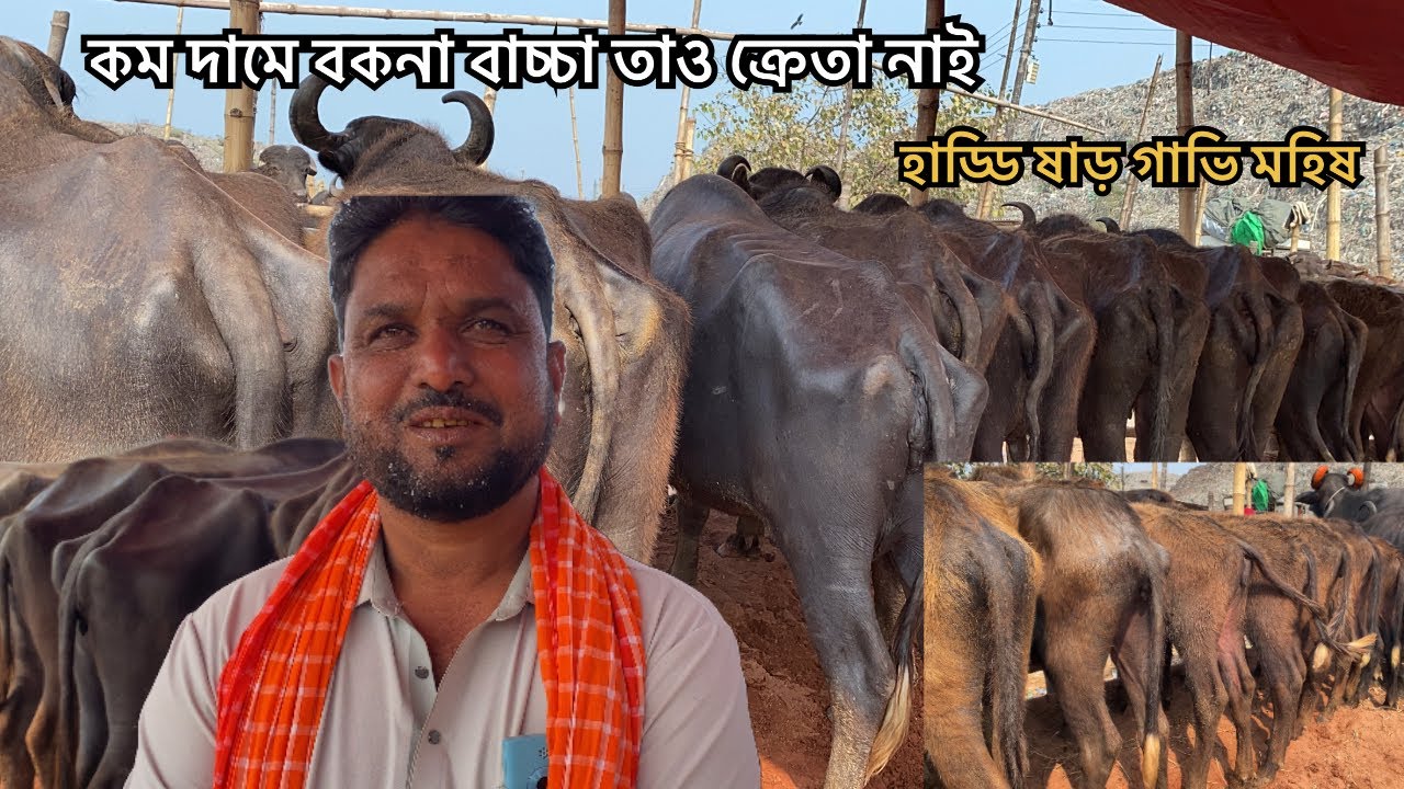 কম দামে বকনা মহিষ সাথে বাচ্চা সহ গাভি আমদানি | ০৮ ফেব্রুয়ারী 
