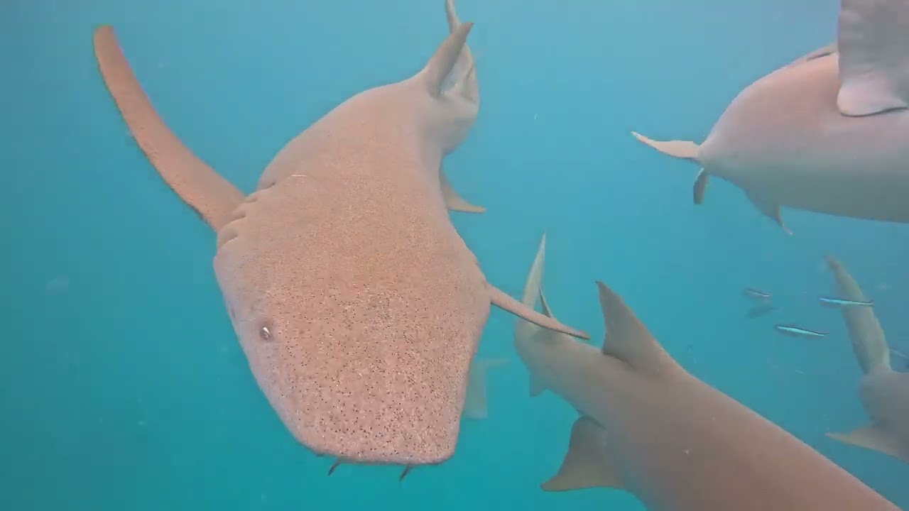 Maldivi, plivanje i ronjenje na dah  među morskim psima. Maldives, swimming with sharks