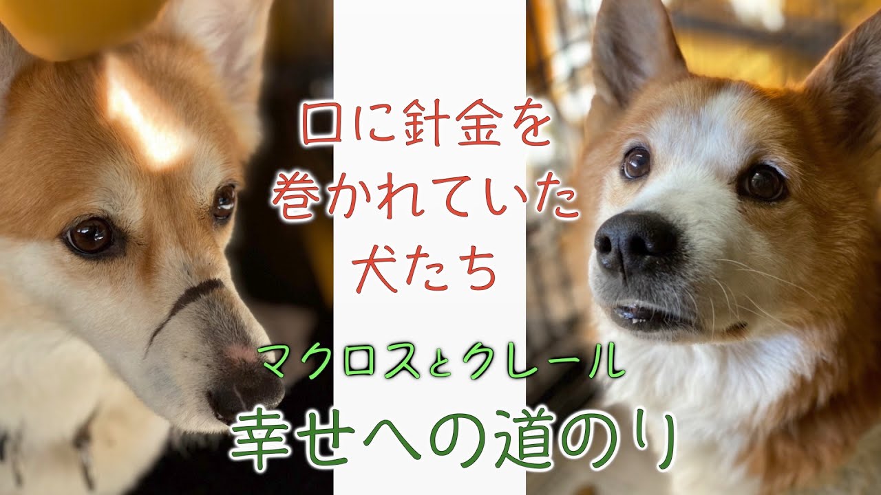 口に針金を巻かれていた犬たち　マクロスとクレール　幸せへの道のり