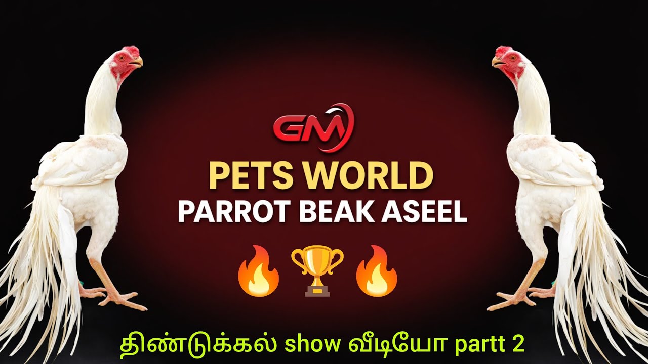 கிளி மூக்கு சேவல் கண்காட்சி 🏆திண்டுக்கல் 2026 🐔#parrot beak aseel long tail# #trending#پریت بیک اصل#