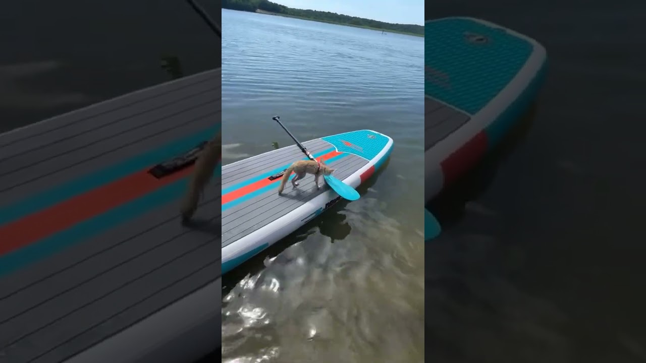 Throwback #bedu #paddleboard #swim #lake #happy #animals #fennecfox #play