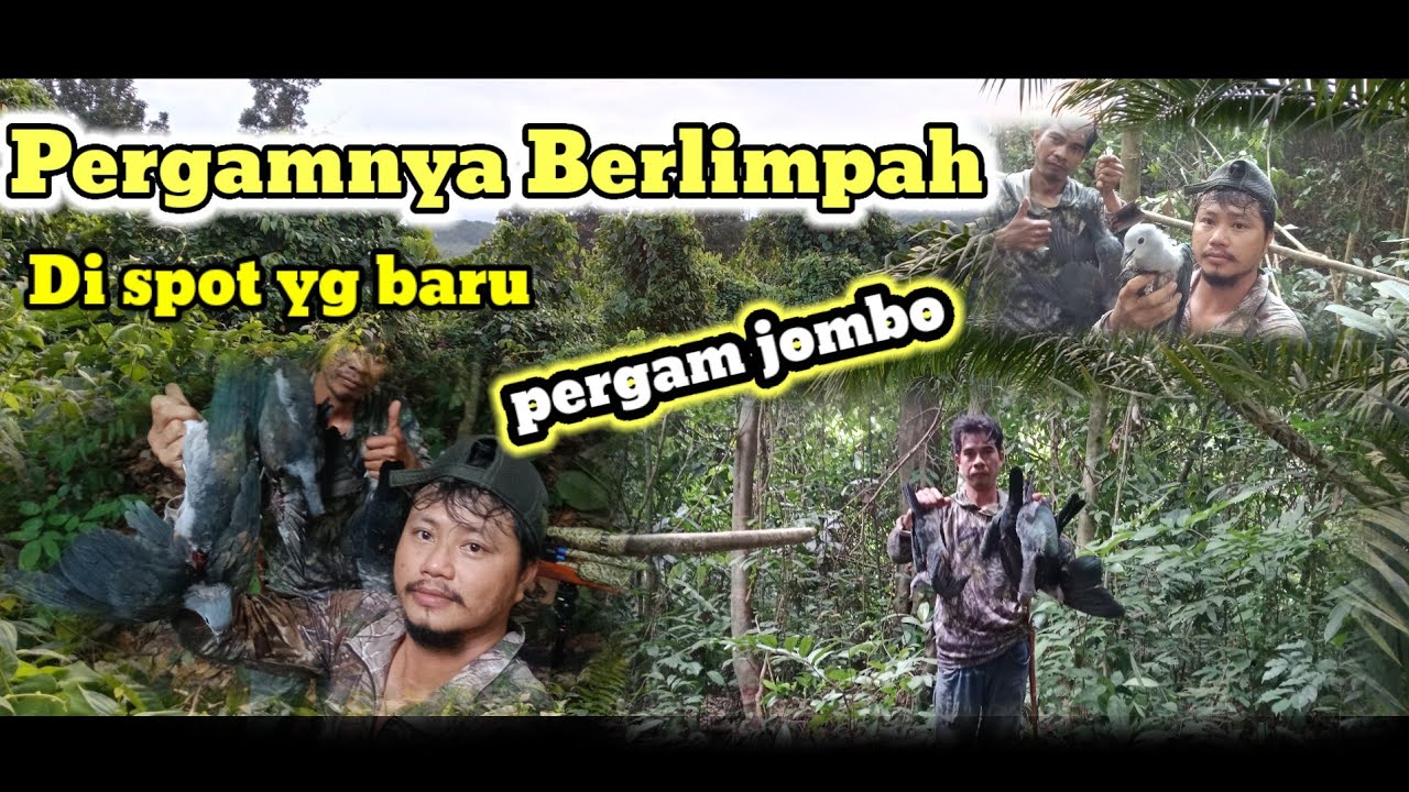 Hunting Pergam jombo spot yang sangat memuaskan