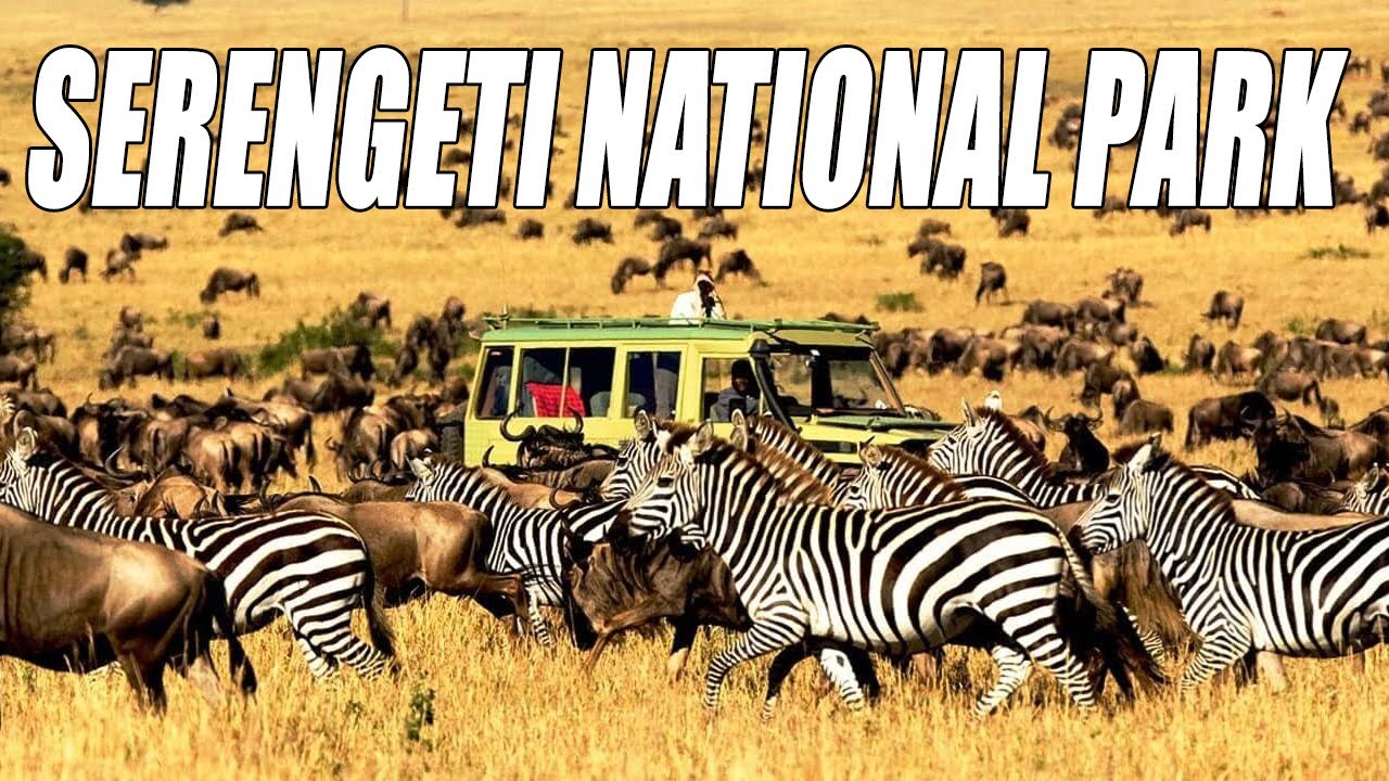 SERENGETI NATIONAL PARK 🦁 THE ENDLESS PLAINS OF LIFE | WILDLIFE & NATURE DOCUMENTARY