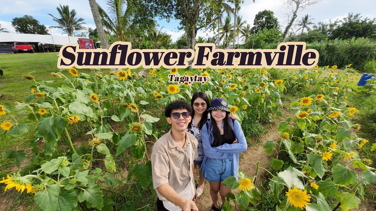 SUNFLOWER FARMVILLE TAGAYTAY 🌻