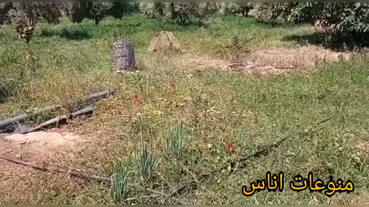 خريجه للعروبية