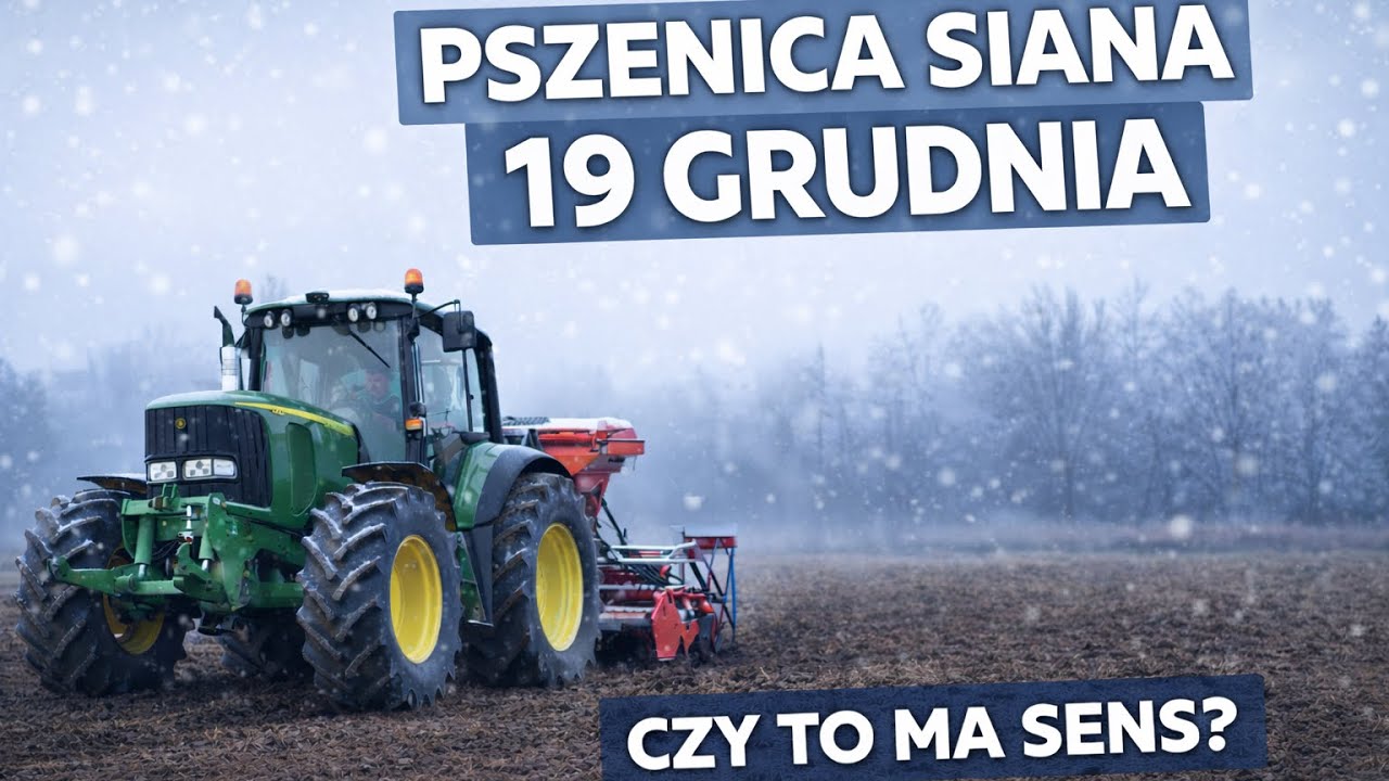 Siew pszenicy w GRUDNIU?! ❄️🌾 19.12