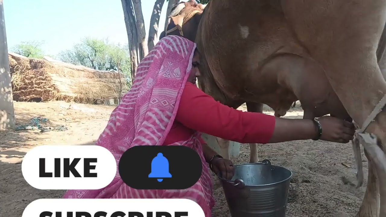 Cow milking best Tarika is video mein कॉउ मिलकिंग करने का बेस्ट तरीका इस वीडियो में 🐄