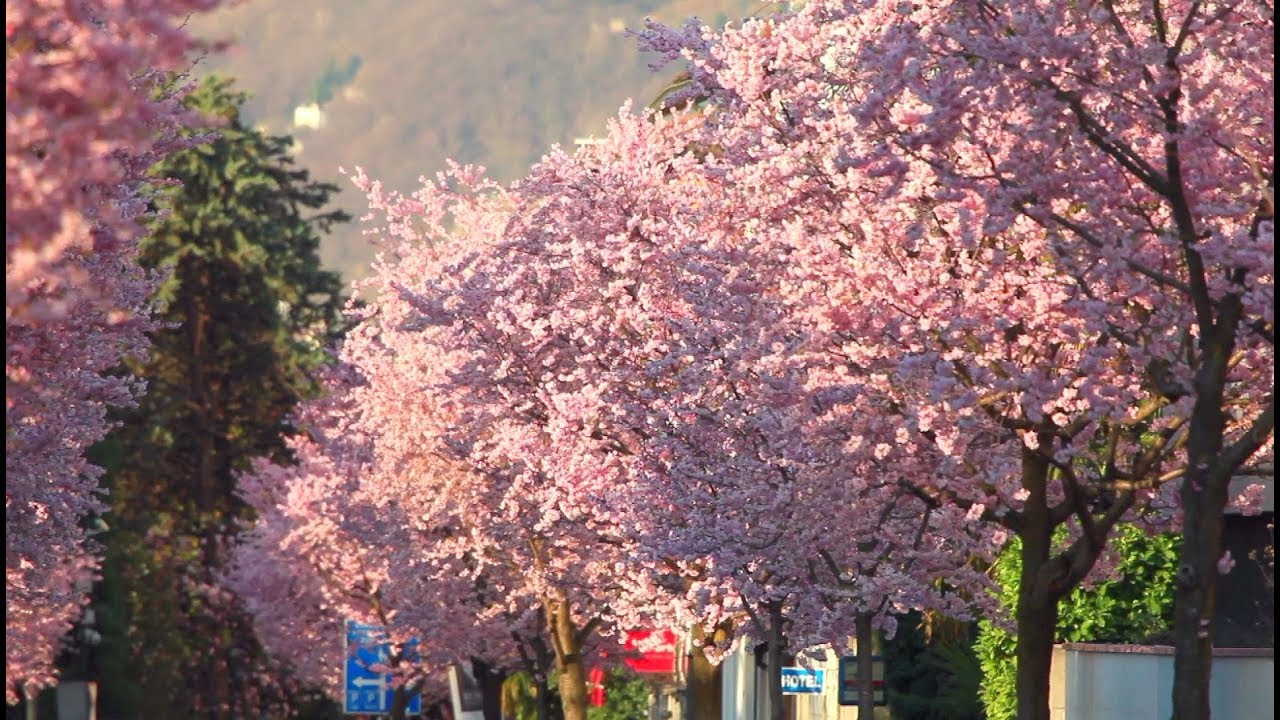 Dai ciliegi in fiore al Monte Verità