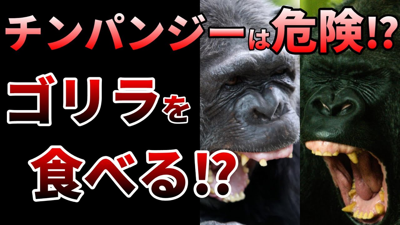 【ゆっくり】チンパンジーVSゴリラ！実際にあった本気の争い⁉