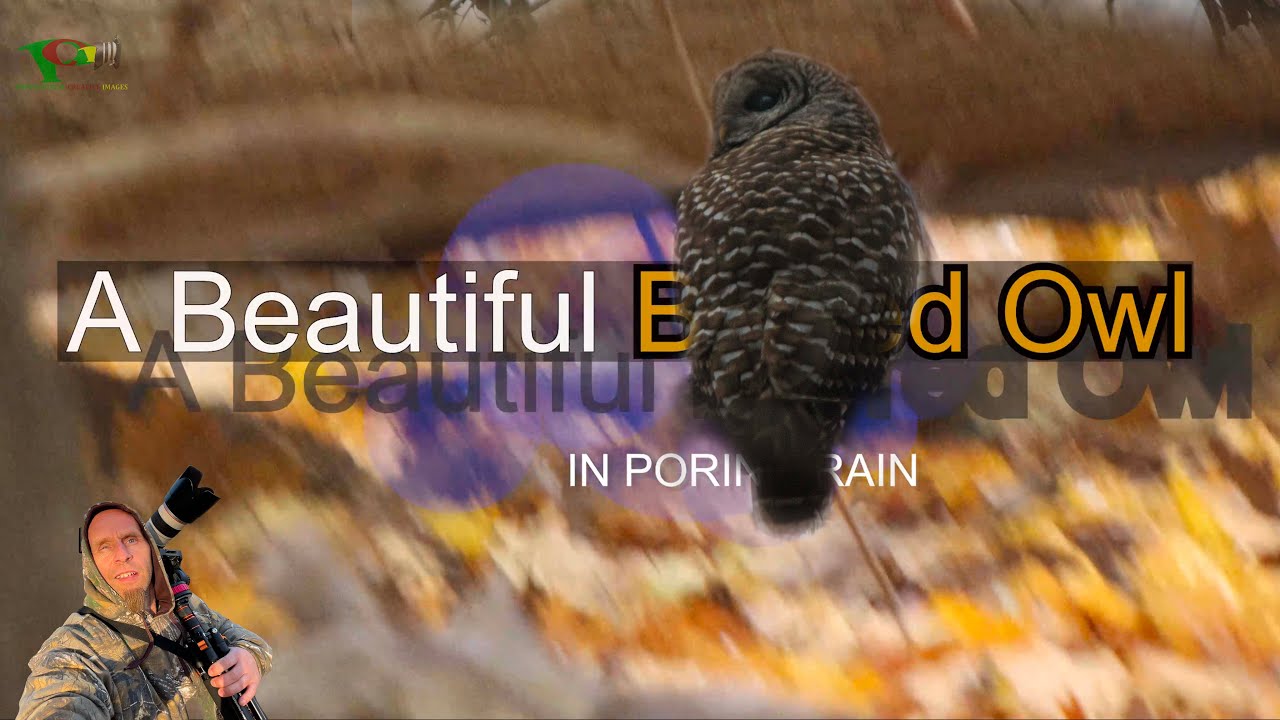 A Beautiful Barred Owl - Poring Rain #Barred Owl #owls #owl