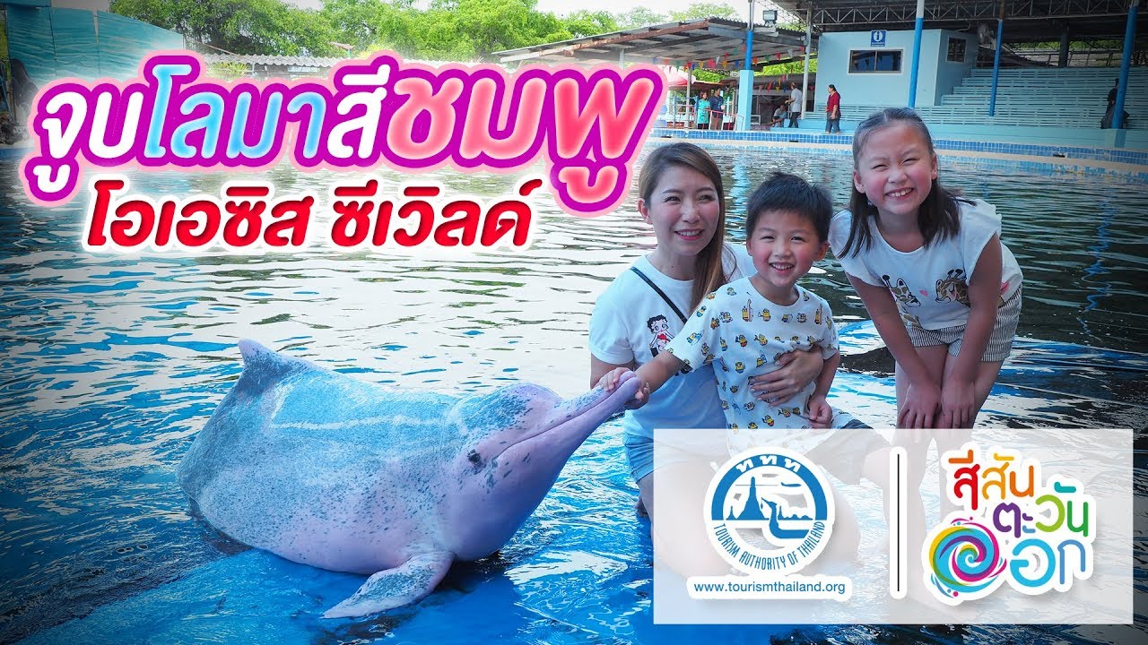 จูบโลมาสีชมพู | โอเอซิส ซีเวิลด์ จันทบุรี Oasis Seaworld
