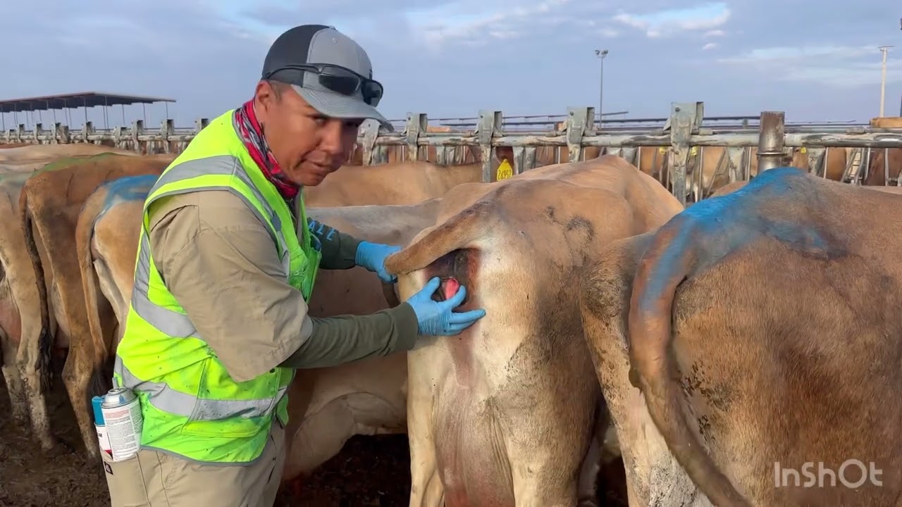 Deteccion de celo natural🐄utilizando pintura en spray, mostrando el trabajo del inseminador #VISATN