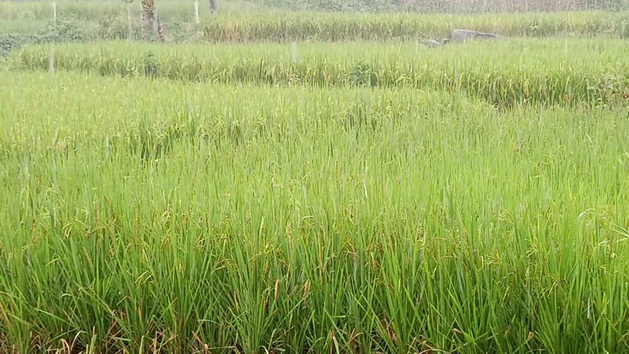 Gentle Rain Falling Over Rice Field | Natural Rain Sounds For Relaxation