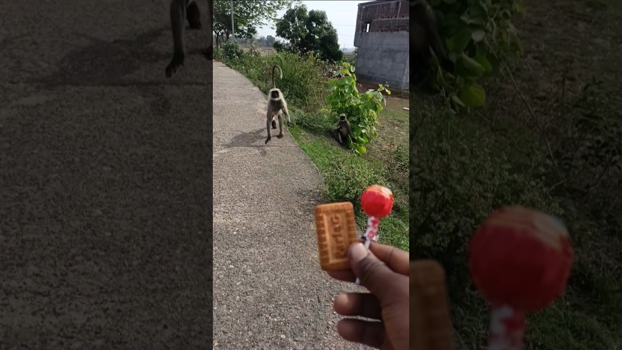 Two Monkeys Waiting for Food 😲 | Funny Bandar Moment | Cute Wild Monkey Video