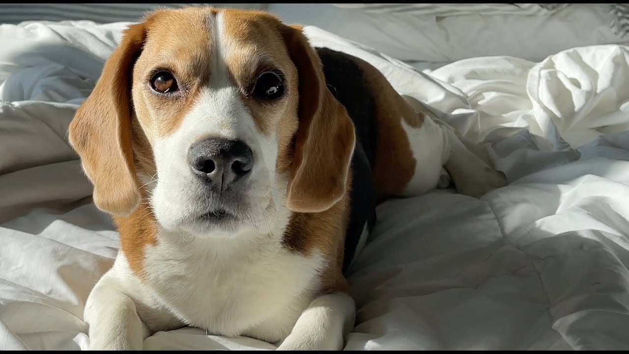 Cute beagle can't resist lure of toast