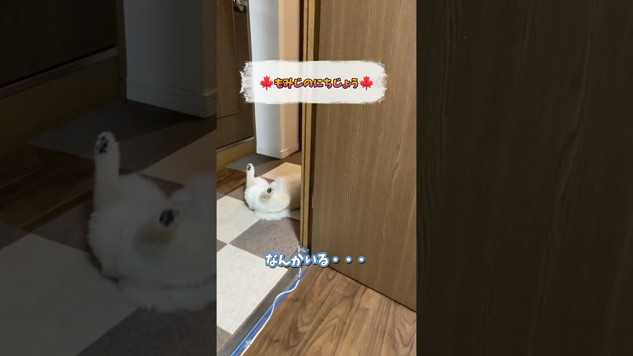 怪しいもみじくん 