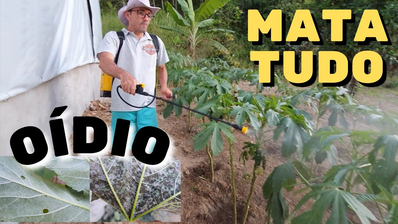 como combater o O&Iacute;DIO nos quiabeiro [sem veneno]