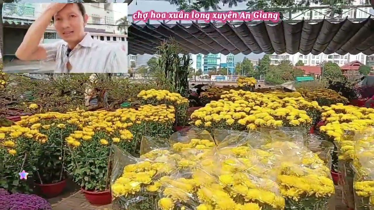 hoa xuân long xuyên An Giang 