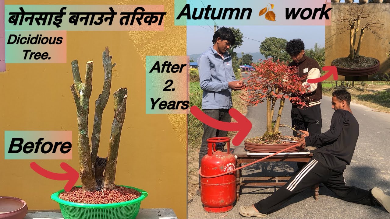 My Dicidious Tree Autumn 🍂 Work !! असारे फुलको बोनसाई बनाउने तरिका ॥ #bonsai