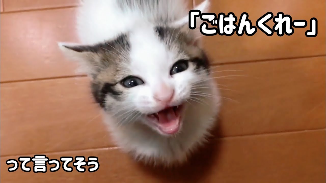 「ごはんくれ」と言ってそうな子猫