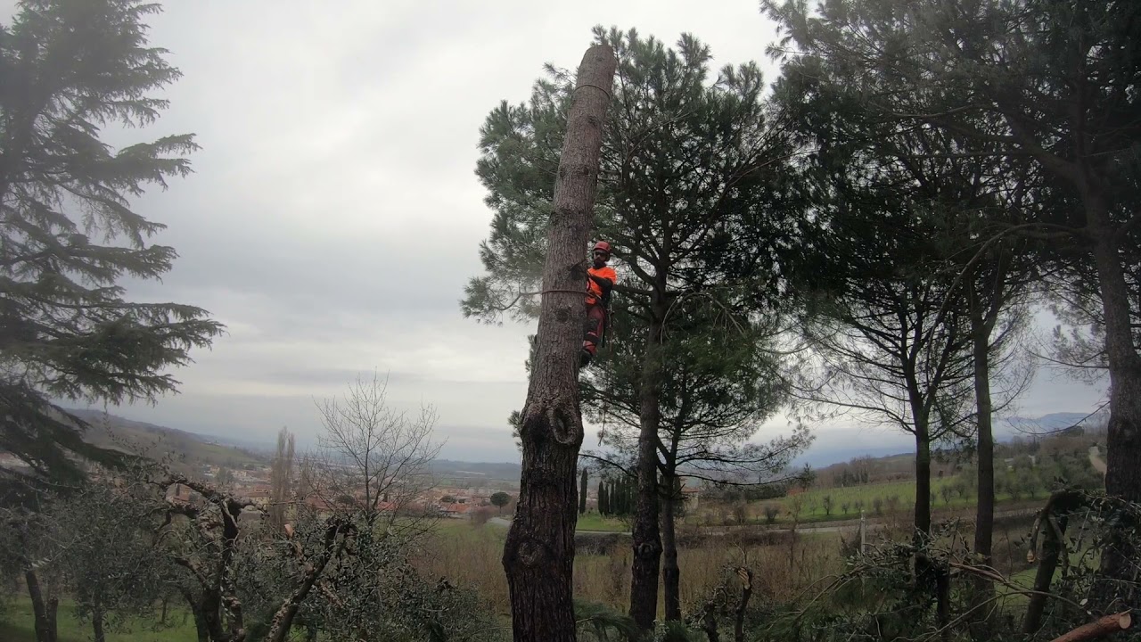 abbattimento pino pinea