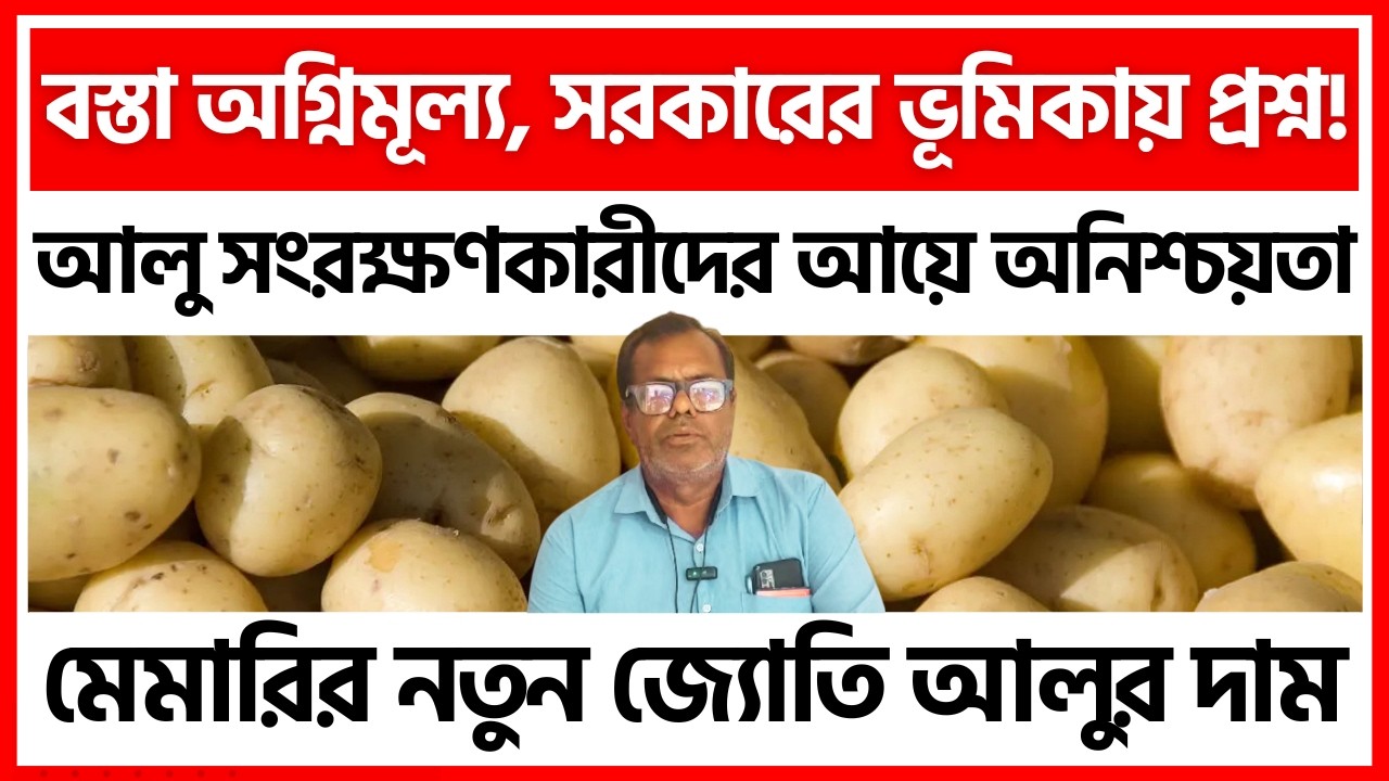 বর্ধমানের মেমারির নতুন আলুর দাম | আলুর বস্তায় আগুন! সরকারী নজরদারির আর্জি - India Potato News