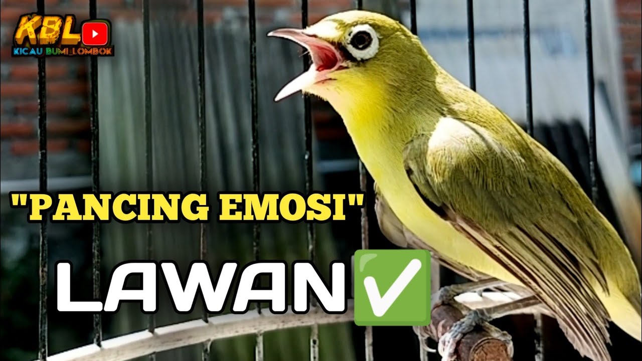 CIAK CIAK JOSS KECIAL KUNING AMPUH||PANCINGAN KECIAL MALAS BUNYI||