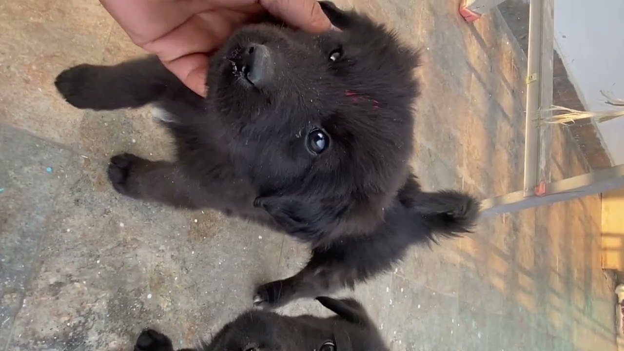 @Dog_Videos_World @Mohitpayalnzvlog @KabirNBully 
