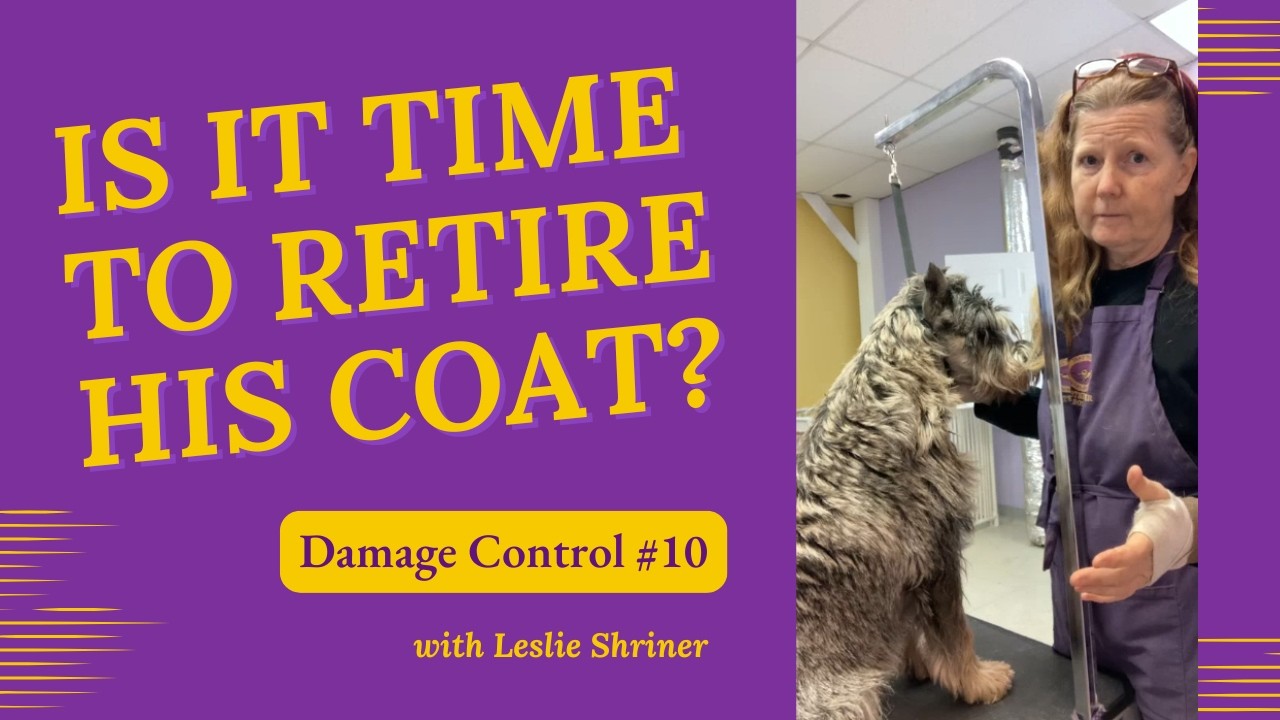 To Strip or Not to Strip? My 12-Year Grooming Journey - Damage Control #10
