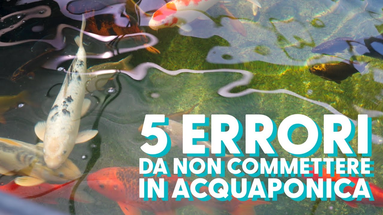 5 ERRORI DA NON FARE IN ACQUAPONICA