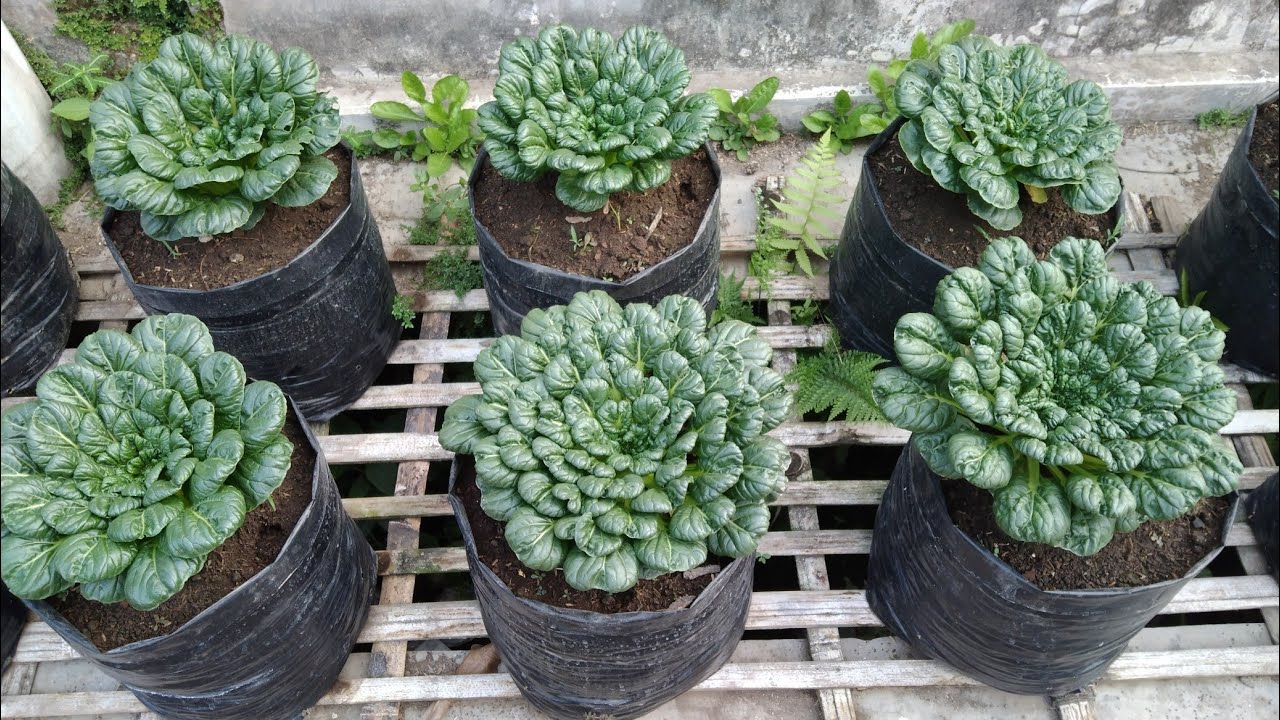 cara menanam sawi pagoda dipolibag semai sampai panen || how to grow the cabbage pogada in polybag