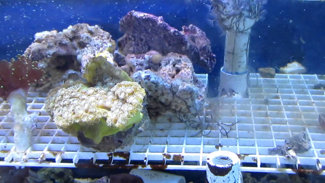 The Mystic Reef (Local Fish Store)